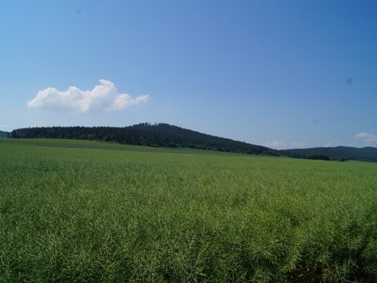 Dzień Pola w ZDOO w Tarnowie - relacja